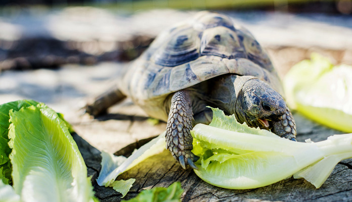 Landschildkröten Anspruchsvolle Gourmets ZooRoyal Magazin