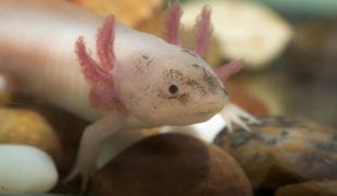 Quallenhaltung im Aquarium - geht das? | ZooRoyal Magazin