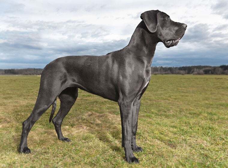 Deutsche Dogge Im Rasseportrait ZooRoyal Magazin Deutsche Dogge Im Rasseportrait ZooRoyal Magazin