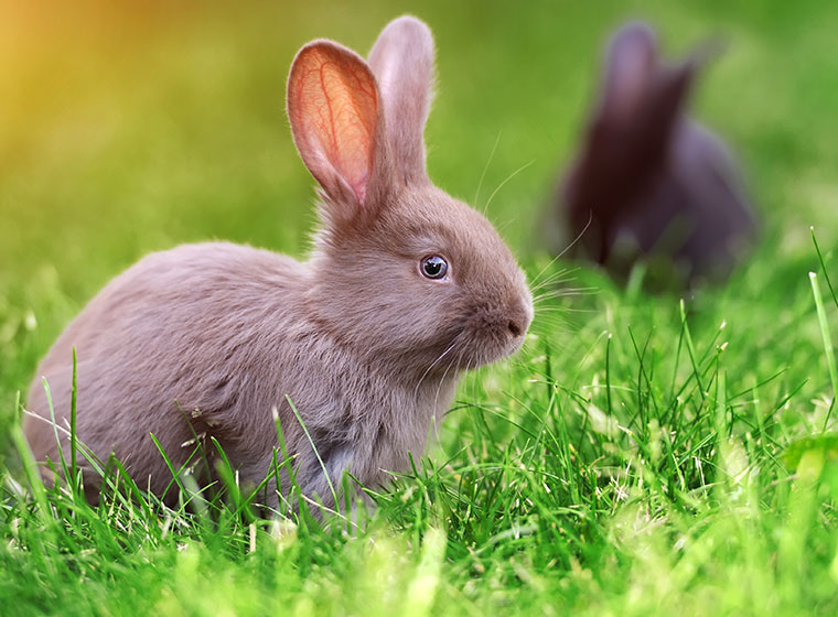 Kaninchen: Haltung in Haus und Garten | ZooRoyal Magazin
