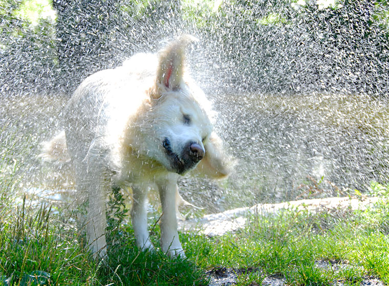 Hunde im Sommer