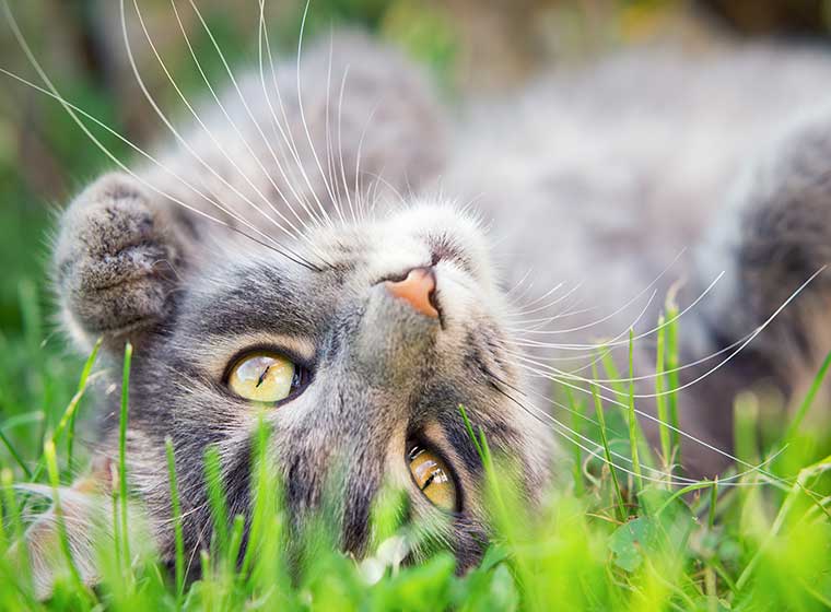 Auto Sonnenschutz Katze Frühaufsteher in 2023