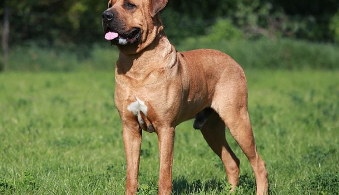 Rhodesian Ridgeback im Rasseportrait ZooRoyal Magazin