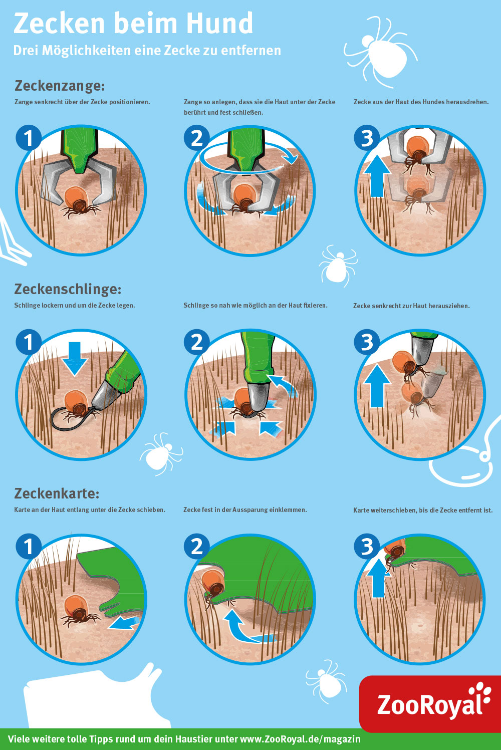 Zecken beim Hund Wie kann man vorbeugen? ZooRoyal Magazin