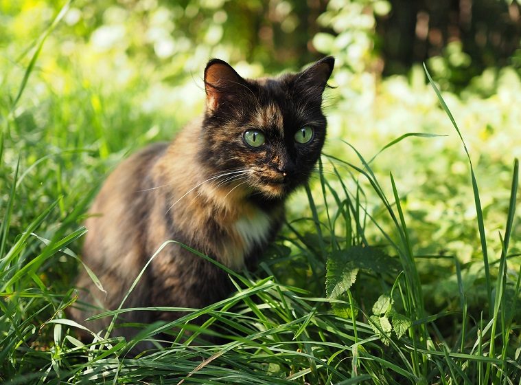 Die Ankunft einer neuen Katze vorbereiten - Veteri