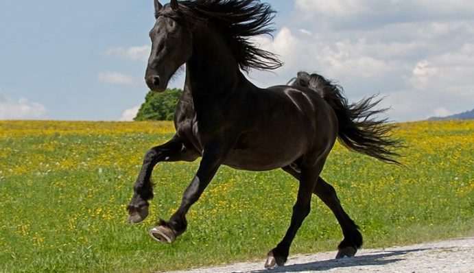 Pferderassen: Welches Pferd passt zu mir? | ZooRoyal Magazin