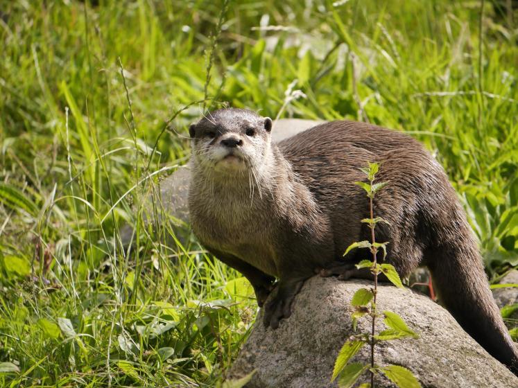 Otter Als Haustier In Deutschland