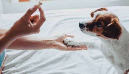 Erziehung von Hunden so machst du es richtig ZooRoyal Magazin