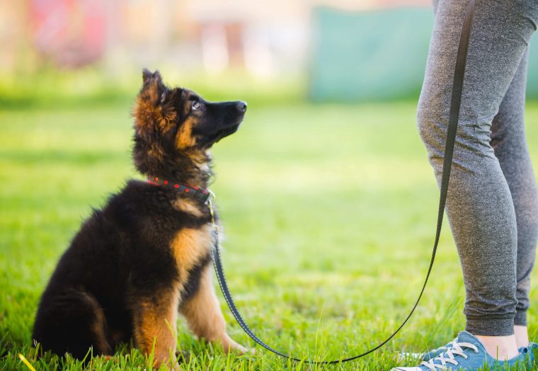 Wie viel Sozialkontakte braucht mein Hund? ZooRoyal Magazin