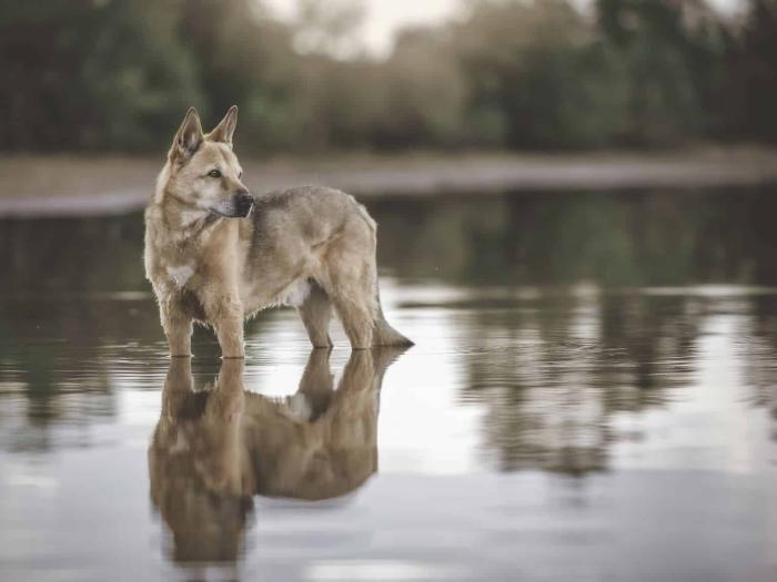 Kanaan Hund im Rasseportrait | ZooRoyal Magazin