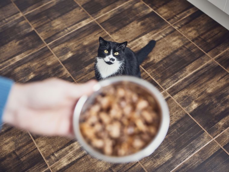 Ernährungstipps für Katzen