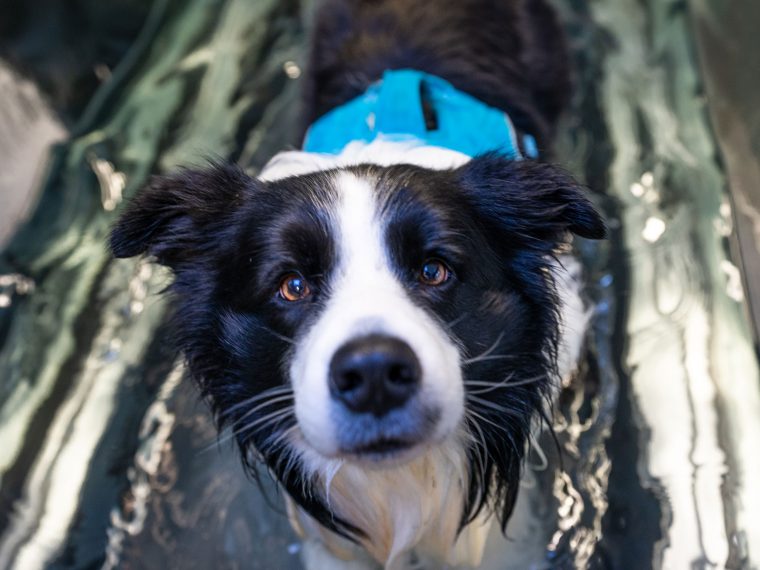 Hydrotherapie für Hunde