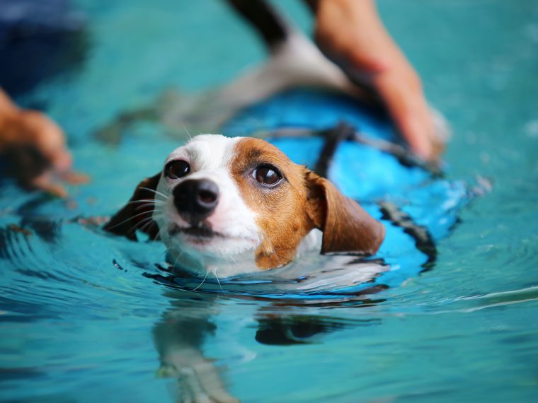 Schwimmtherapie für Hunde