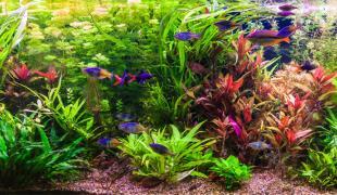 Aquarium einrichten: Tipps für den Aquaristik Neuling | ZooRoyal Magazin