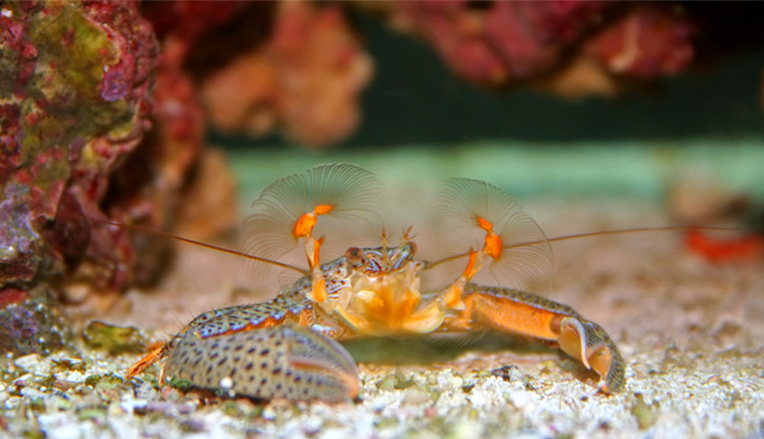 (Mangroven)Krabben im Aquarium ZooRoyal Magazin