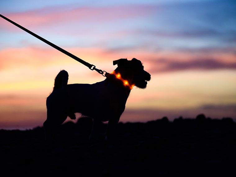 Sichtbarkeit und Sicherheit beim Spaziergang in der Dunkelheit Hund an der Leine mit leuchtendem Halsband bei Dämmerung.