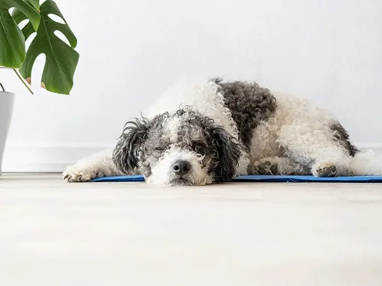 Hitzschlag beim Hund Schwarz weißer Hund liegt auf einer Kühlmatte.