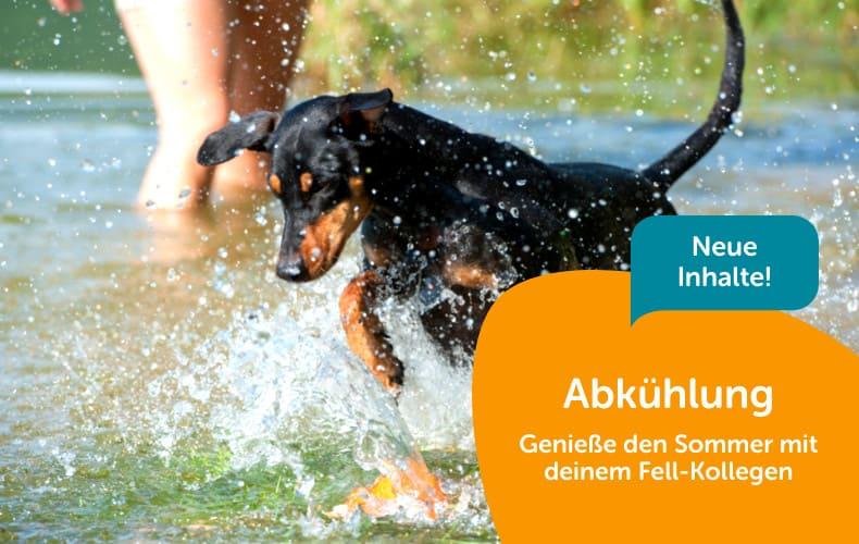Hund spielt im Wasser am See Hund rennt durch flaches Wasser am See und spritzt beim Laufen; Banner zum Thema Abkühlung für Hunde.