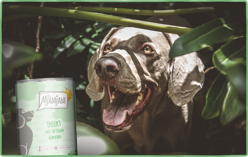 MjAMjAM Insekt Hund Brauner Hund schaut zwischen grünen Blättern hervor, daneben eine Illustration einer Dose MjAMjAM Insekt Hundefutter.