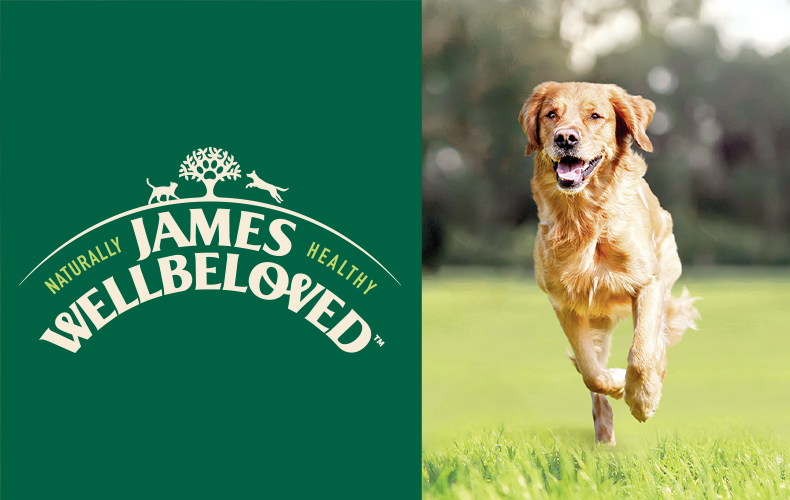 James Wellbeloved Topbanner Golden Retriever läuft über eine Wiese neben dem James‑Wellbeloved‑Logo.