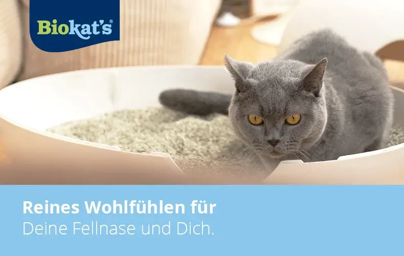Biokat’s Topbanner Katze sitzt in einer Schale mit Katzenstreu neben dem Biokat’s‑Slogan.