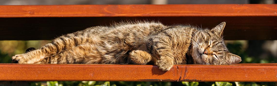 Abkühlung für Katzen Getigerte Katze liegt auf einer Bank in der Sonne und schläft.