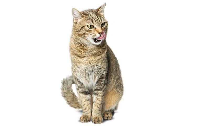 Happy Cat Minkas Getigerte Katze sitzt auf dem Boden und schleckt sich das Maul.