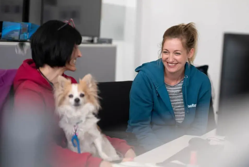 Kollegen Zwei Personen sitzen im Büro, ein kleiner Hund sitzt auf dem Schoß.