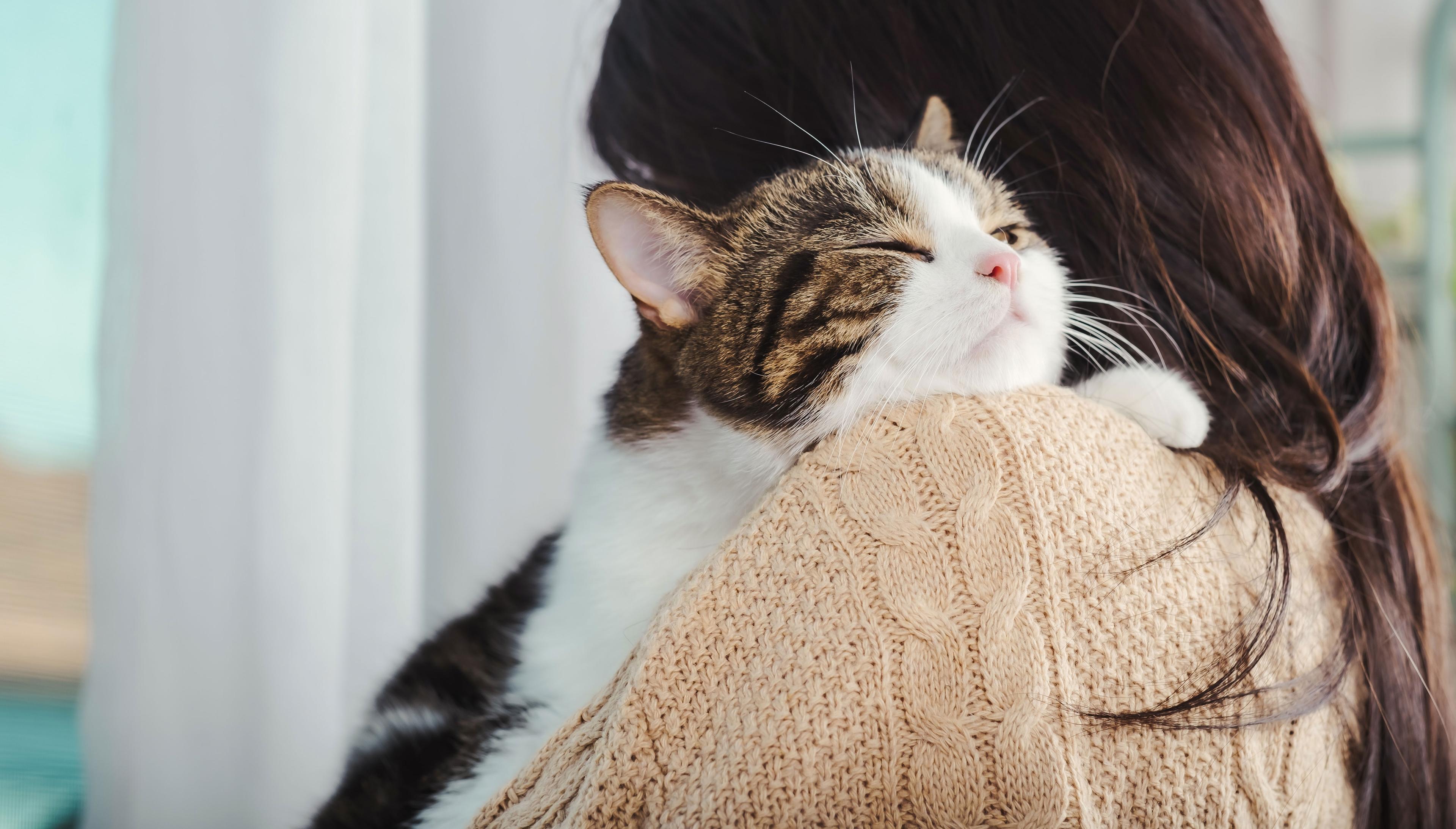Katzengesundheit Katze liegt auf der Schulter einer Person in Innenräumen.