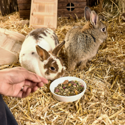 Vitakraft Kleintier Zwei Kaninchen sitzen im Stall neben einem Napf mit Futter.
