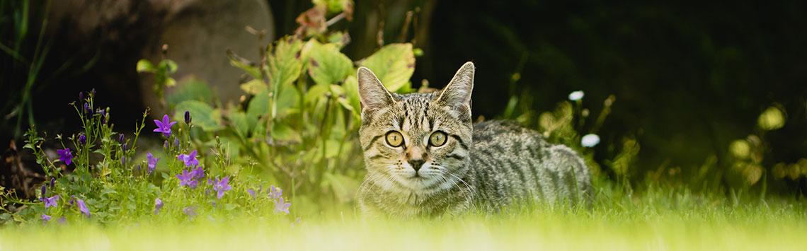 Wachsame Katze im Garten zwischen Blumen Getigerte Katze im Gras zwischen Blumen, frontal blickend.