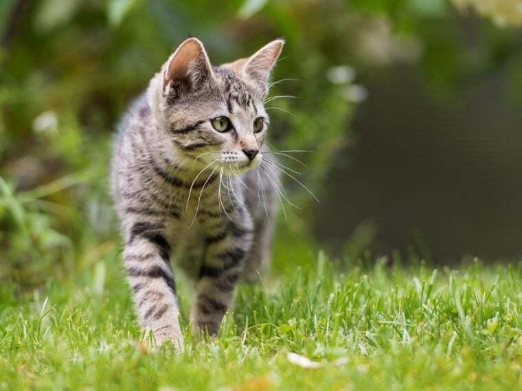 Europäisch Kurzhaar im Garten Getigerte Kurzhaarkatze läuft aufmerksam über eine Wiese.