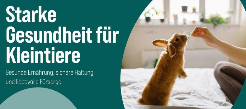 Kleintiergesundheit mit Kaninchen Kaninchen wird in einer Wohnung mit Futter aus der Hand versorgt.