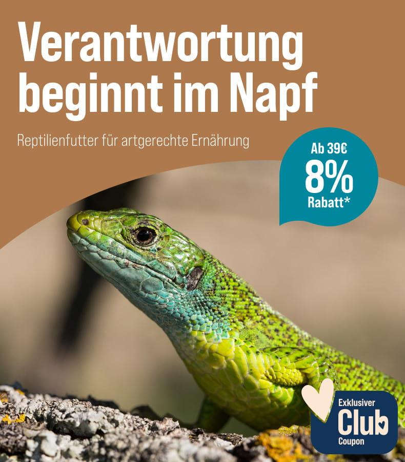 Spare 8 % ab 39 € auf Reptilienfutter Aktionsbanner für Reptilienfutter. Rechts liegt eine grün schimmernde Echse auf einem Ast oder Felsen. 8 % Rabatt ab 39 € für Club-Mitglieder.