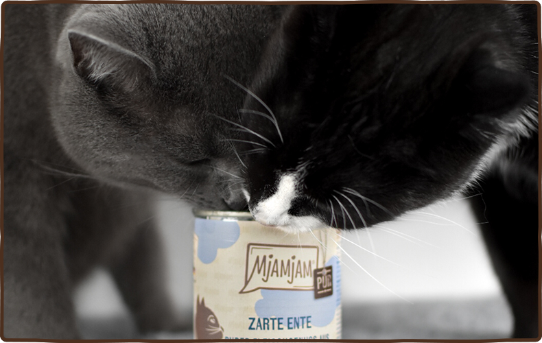 MjAMjAM Purer Fleischgenuss Zwei schwarze Katzen fressen gemeinsam aus einer Dose Katzenfutter.