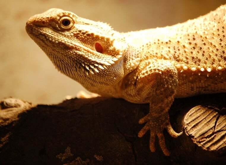 Bartagame auf Ast im Terrarium Bartagame liegt auf einem Ast im warm beleuchteten Terrarium.