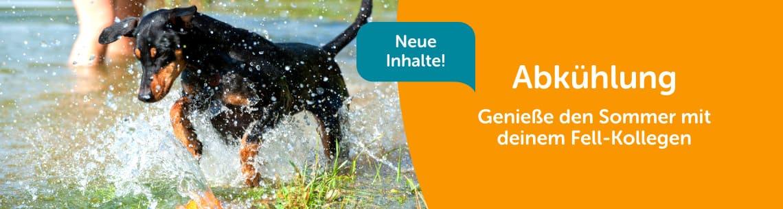 Hund spielt im Wasser am See Hund rennt durch flaches Wasser am See und spritzt beim Laufen; Banner zum Thema Abkühlung für Hunde.