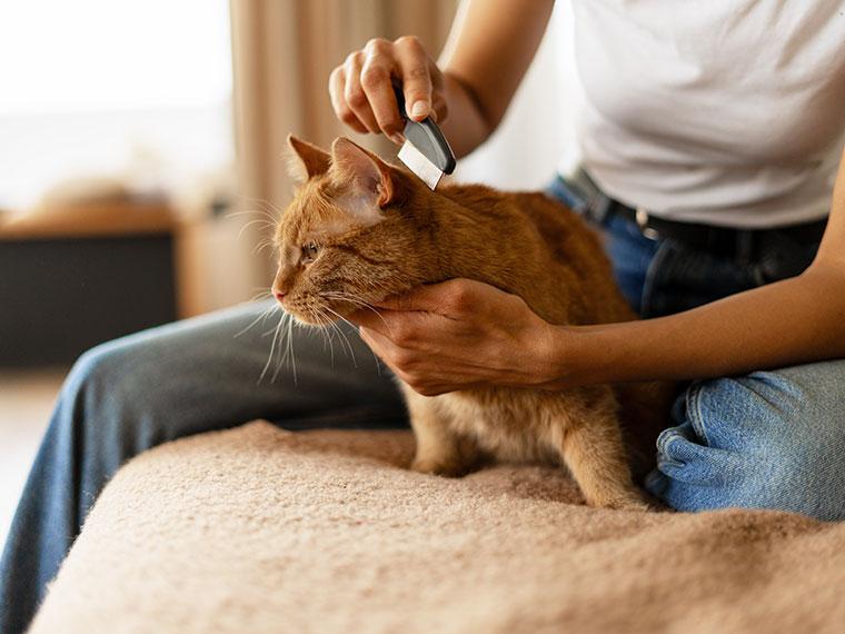 Parasitenkontrolle bei einer Katze mit Flohkamm Katze wird mit einem Flohkamm im Nackenbereich gekämmt.