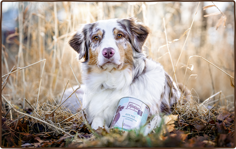 MjAMjAM Pur Hund Hellbrauner Hund liegt auf dem Boden in einem Feld und hat eine Dose MjAMjAM Pur Hundefutter zwischen seinen Vorderpfoten liegen.