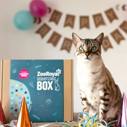 ZooRoyal Geburtstagsbox mit Katze am Partytisch Katze sitzt vor einer ZooRoyal Geburtstagsbox auf einem Tisch mit Partydekoration.