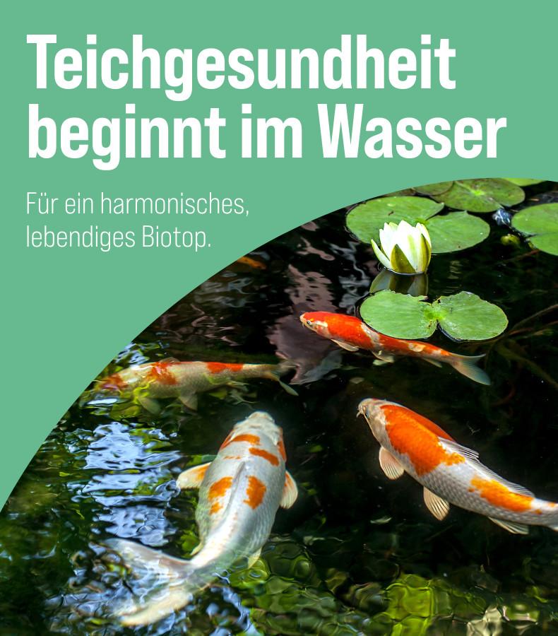 Teichgesundheit Mehrere Koi schwimmen im Gartenteich unter Seerosenblättern - Banner zum Thema Teichgesundheit.