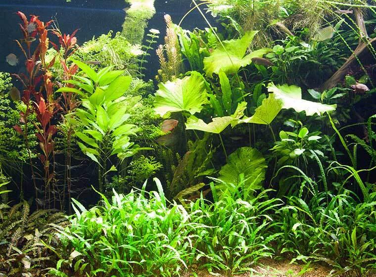 Aquarium mit üppigem Pflanzenwuchs Dicht bepflanztes Aquarium mit verschiedenen grünen Wasserpflanzen.
