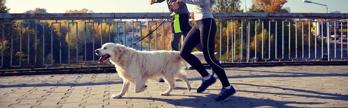 Jogger mit Hund Zwei Jogger laufen mit einem Hund an der Leine über eine Brück.
