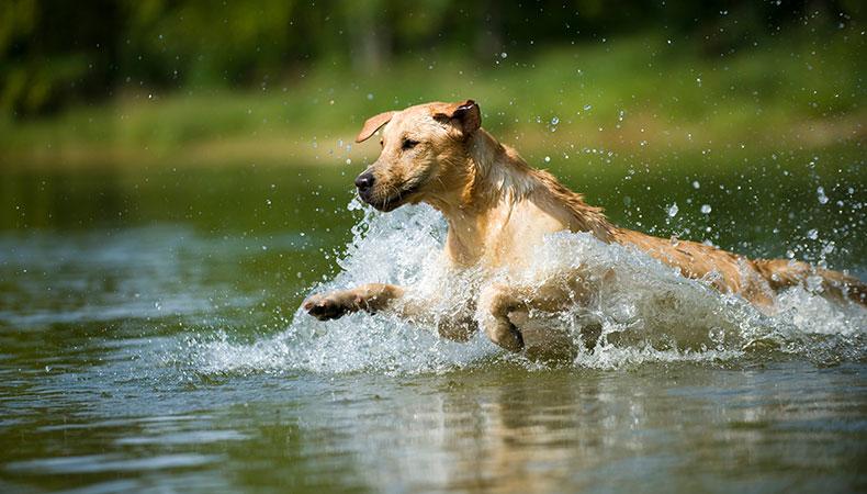 Abkühlung für Hunde Hellbrauner Hund springt durchs Wasser, um sich abzukühlen.
