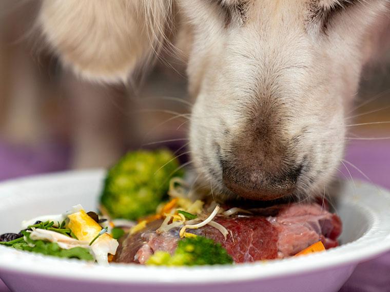 Hund wird gebarft Hund frisst rohes Futter aus einem Napf; Beispielbild zum Thema BARF für Hunde.