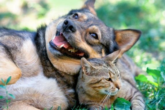 Weltgesundheitstag 2026 Ein Hund und eine Katze liegen eng beieinander auf einer Wiese und ruhen entspannt im Gras.