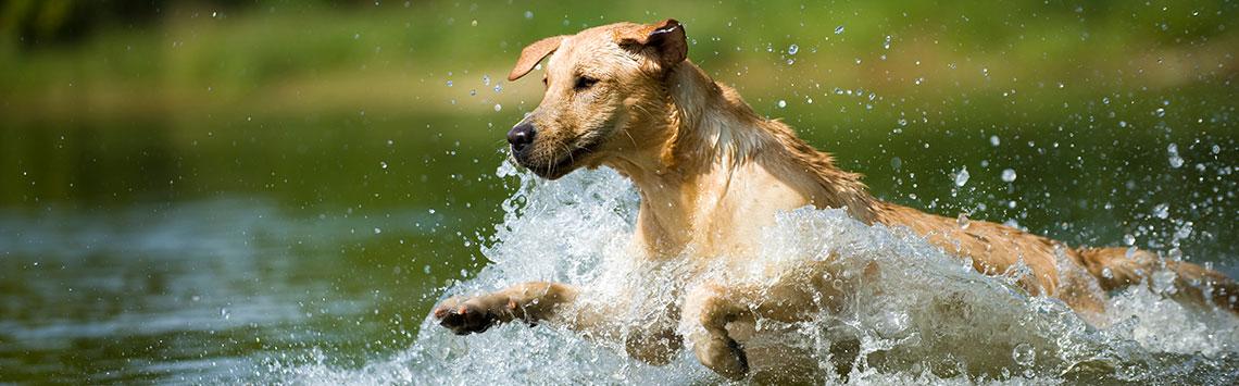 Abkühlung für Hunde Hellbrauner Hund springt durchs Wasser, um sich abzukühlen.