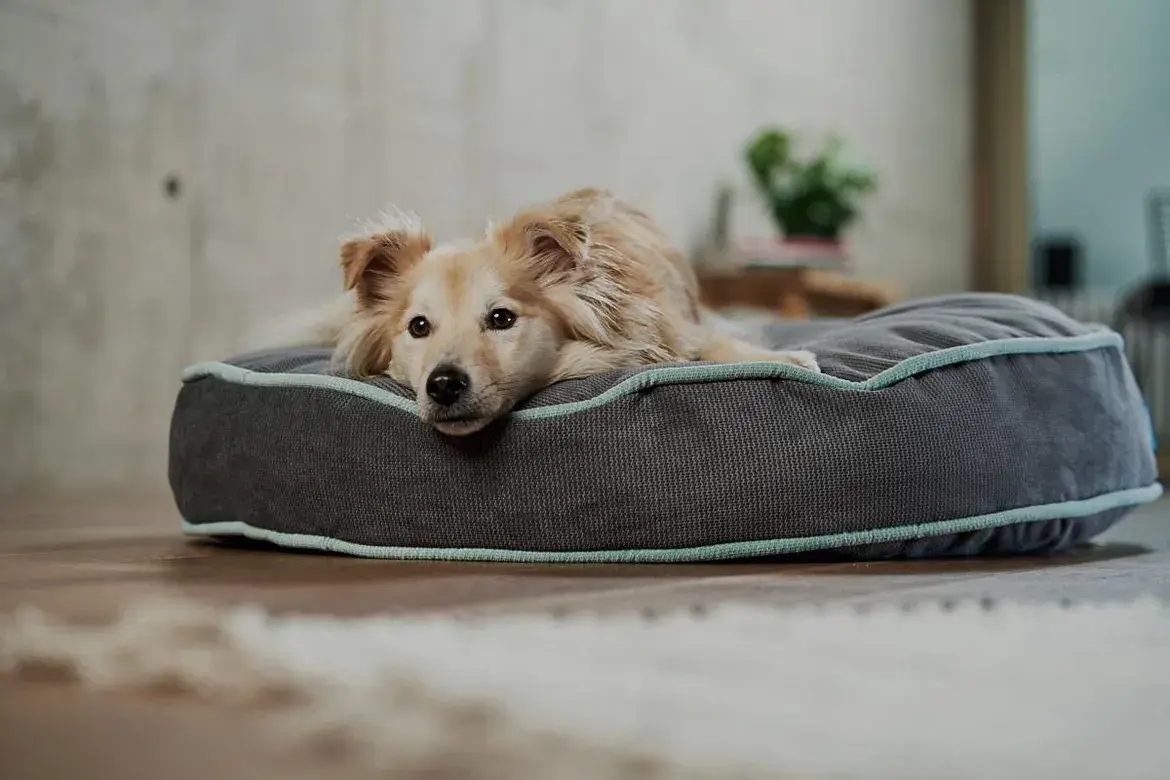 Bürohund Hund liegt entspannt in einem großen Hundebett.
