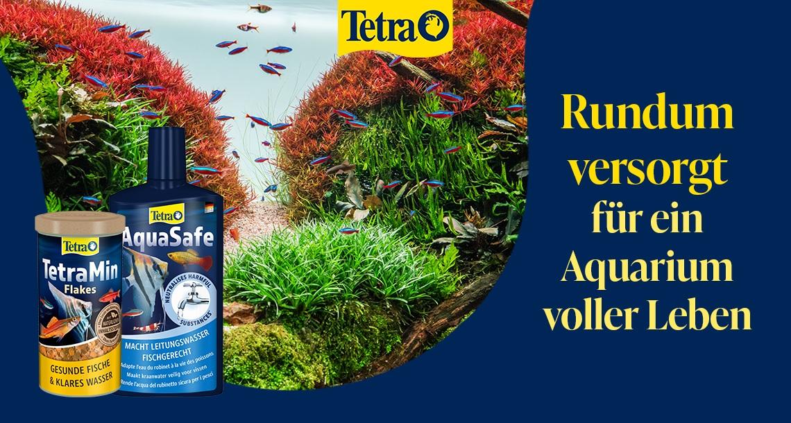 Rundum versorgt mit Tetra Aktionsbanner für Tetra Aquaristikprodukte. Mittig ein dicht bepflanztes Süßwasseraquarium mit roten und grünen Wasserpflanzen sowie zahlreichen kleinen Zierfischen. Links unten die Produkte TetraMin Flakes Fischfutter und Tetra AquaSafe Wasseraufbereiter. Oben das Tetra Logo. Rechts dunkelblauer Bereich mit dem Schriftzug „Rundum versorgt für ein Aquarium voller Leben“. Hinweis: Werbemotiv in Blau-, Grün- und Rottönen mit Fokus auf Aquarienpflege, Wasseraufbereitung und Fischernährung.
Geben Sie Ihr Feedback zu BizChat ab.