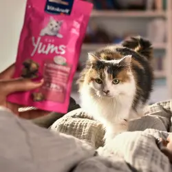 Vitakraft Katze Katze nähert sich einer Packung Cat Yums, die ihr gezeigt wird.